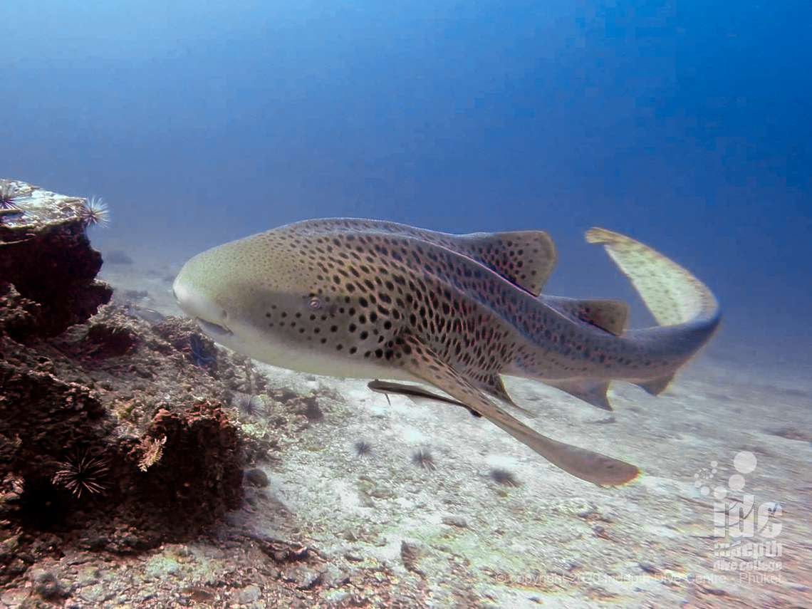 Resident Leopard Shark AKA Zebra Shark at Hin Bida Dive Site