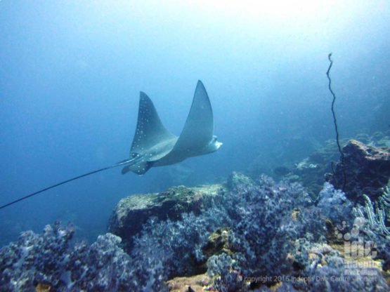 If lucky you might get to dive with an Eagle Ray at Racha Noi