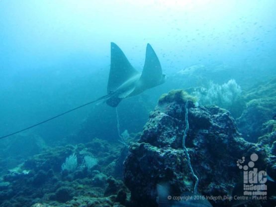 An Eagle Ray in Banana Bay on Racha Noi during a PADI Fish ID Course