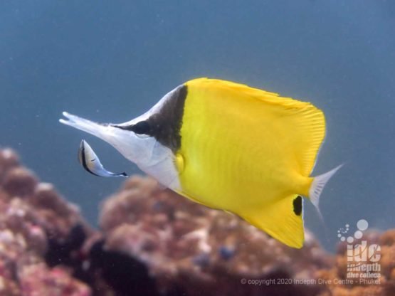 Colourful fish at East Of Eden Similan