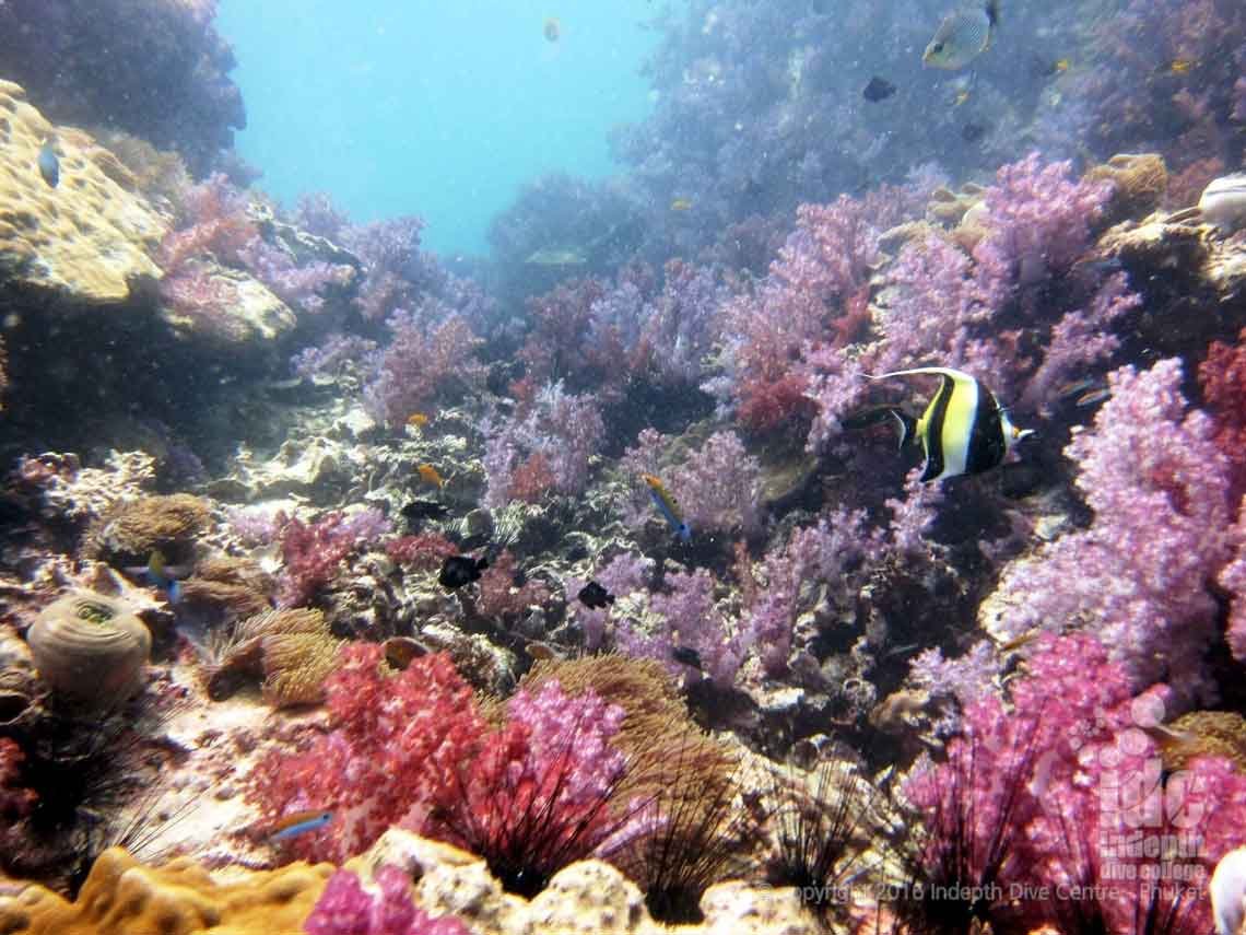 Fan Forest Pinnacle is a great Burma Liveaboard Dive Site