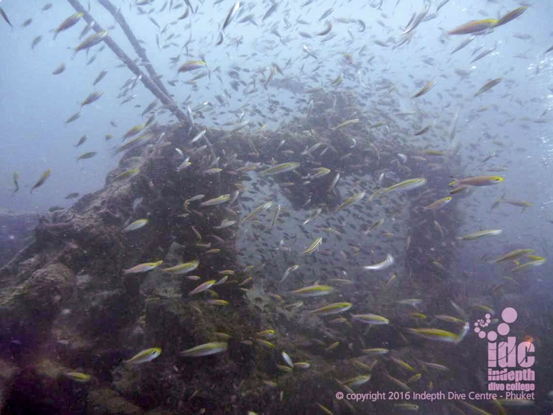 Lion Fish on the Boonsong Wreck on the way back from a Liveaboard Trip to The Similans