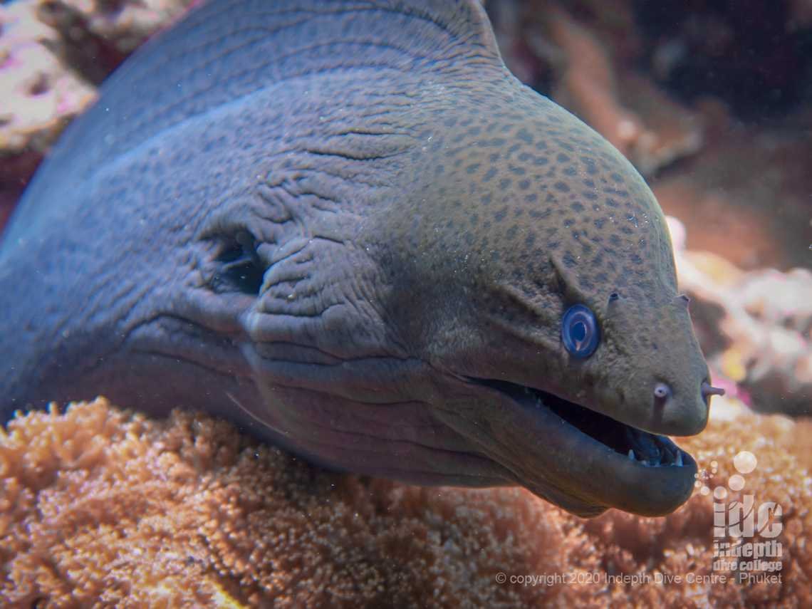 Giant Moray eels are an easy find on the reef of Koh Bida Nok