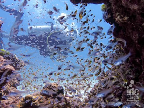 Honeymoon Bay Dive Site features many bommies covered in glassfish