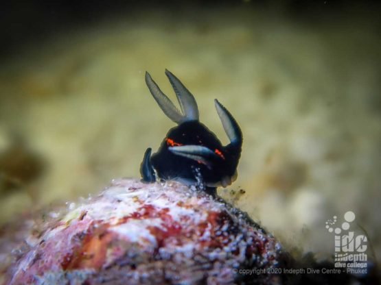 Keep an eye for macro life when diving Honeymoon bay Similan Islands