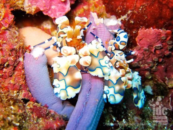 Harlequin Shrimp photography at Richelieu Rock Phuket