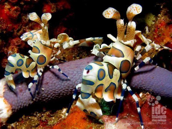 Meet the Harlequin Shrimp when you try scuba diving on Phuket