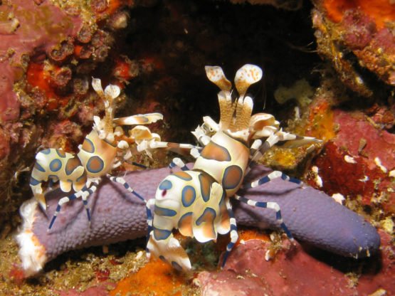 Harlequin Shrimp photographed by a Rebreather Diver with Indepth Dive Centre