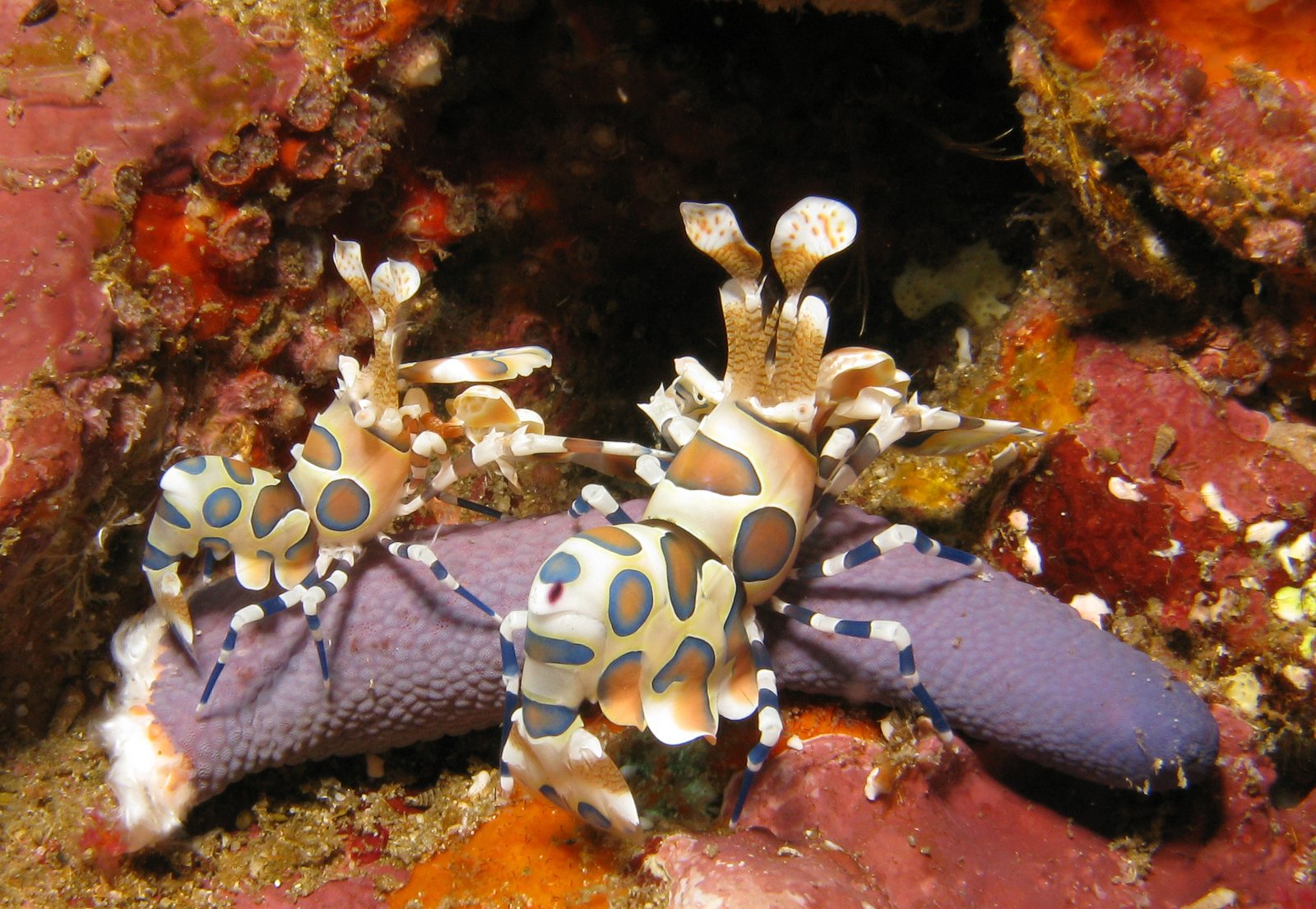 Harlequin Shrimp photographed by a Rebreather Diver with Indepth Dive Centre