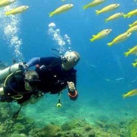 Diving with Yellow Snappers at Hin Bida Phi Phi Islands