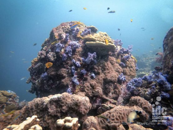 Pristine corals at Hin Daeng Thailand