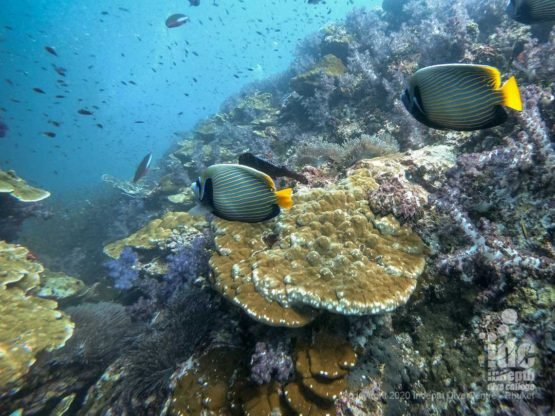 Emperor Angelfish cruising along the pristine reef of Hin Muang Dive Site