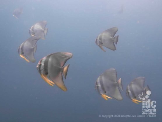 Curious batfish (platax) often follow the divers during their dive at Hin Muang Dive Site