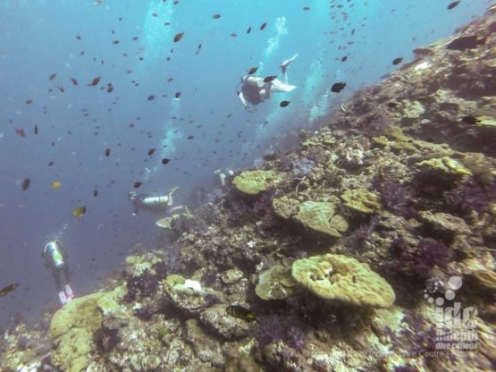 Hin Muang offers one of the most pristine and healthy coral reefs in Thailand, simply mind blowing