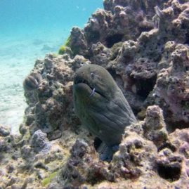 Homerun Reef is a great Phuket dive site for Moray Eels