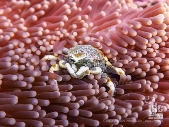 Beautiful porcelain anemone crab - Homerun Reef Racha Yai