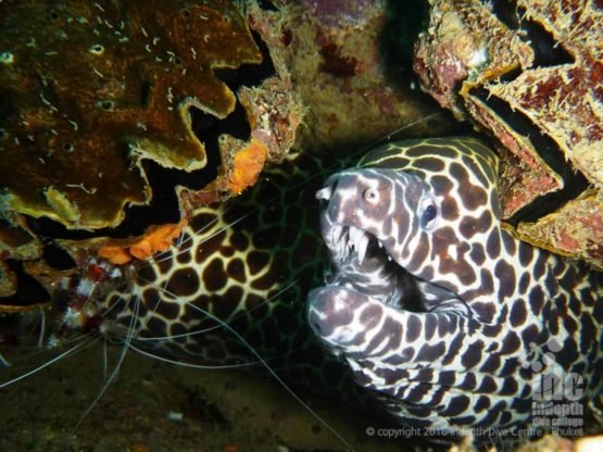 The Boonsong Wreck has a number of Moray Eels