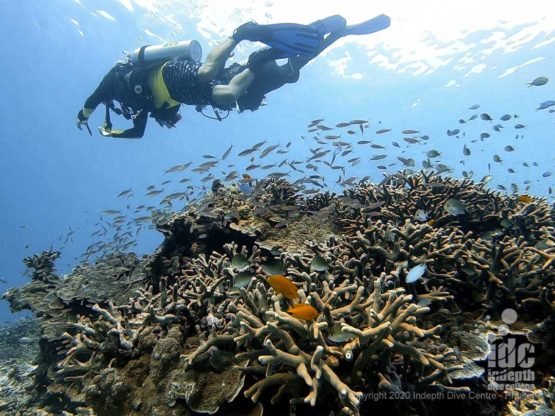 Very healthy hard corals at Honeymoon Bay