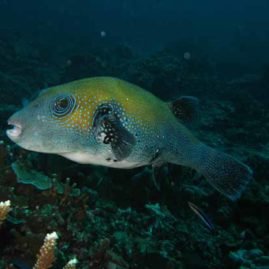 Honeymoon Bay is a nice easy Similans Dive Site for beginner divers