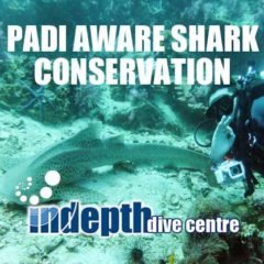 Bring your camera for your PADI AWARE Conservation Diver Course with Indepth on Phuket Thailand