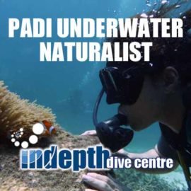 Get your PADI Underwater Naturalist Specialty Diver Course with Indepth Dive on Phuket