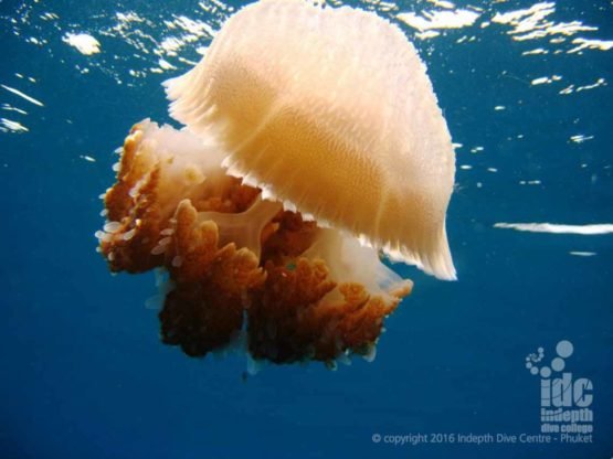 If you lucky you might see a Jelly Fish scuba diving in the Andaman Sea