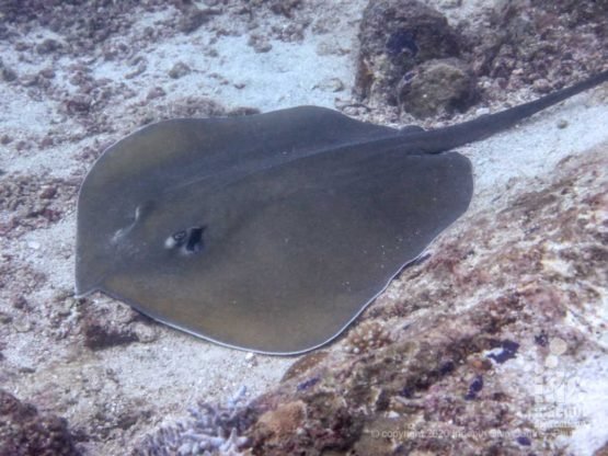 Jenkins Whiprays are sometimes spotted on the deep sandy bottom at North Point Dive Site Similan