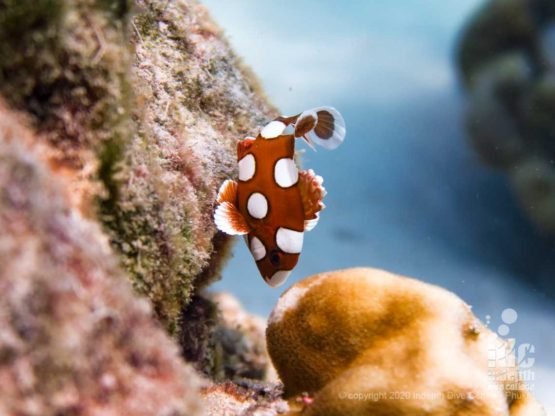 Juvenile sweetlips during Kata Beach dive