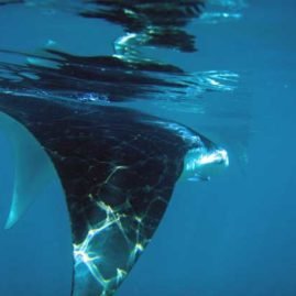 Manta Ray at Ko Bon Pinnacle in The Surin Islands Thailand