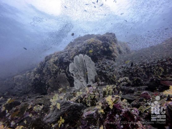 Koh Bon Pinnacle offers pristine corals and tons of fish