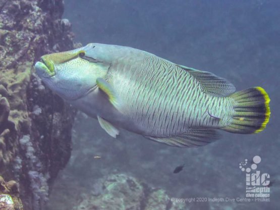 A resident napoleon wrasse can often be spotted when diving Koh Bon West Ridge