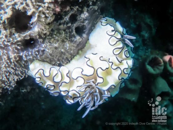 Macro life including nudibranchs is also common at Koh Haa Neua