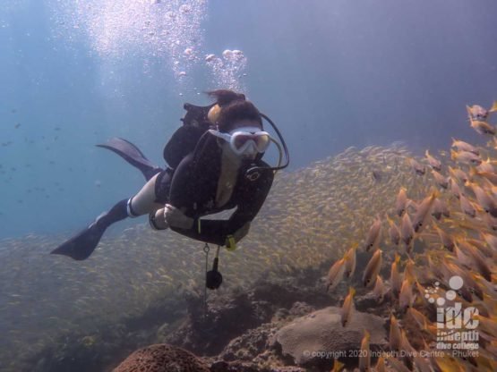 Diving along large school of fish at Koh Haa Neua