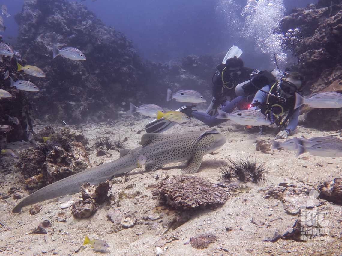 Having a close encounter with Leopard Sharks is the highlight of diving at Phuket Shark Point