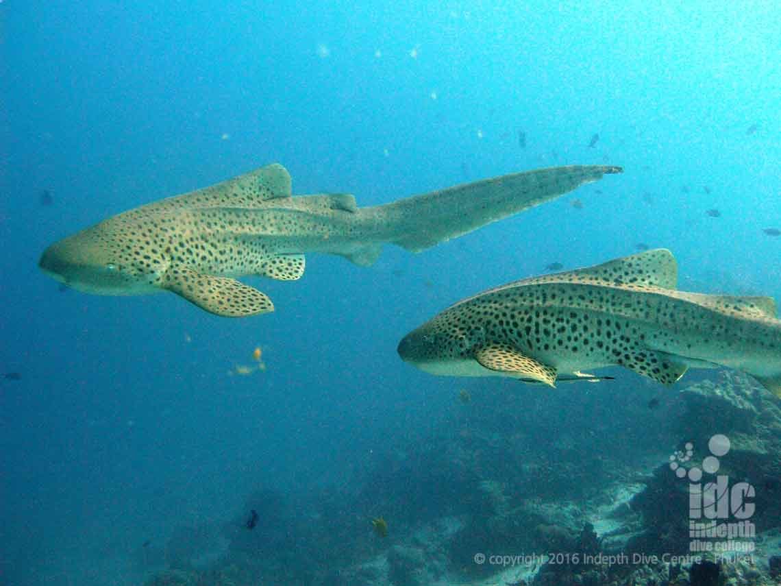Leopard Sharks photographed by a Rebreather diver with Indepth Dive Centre