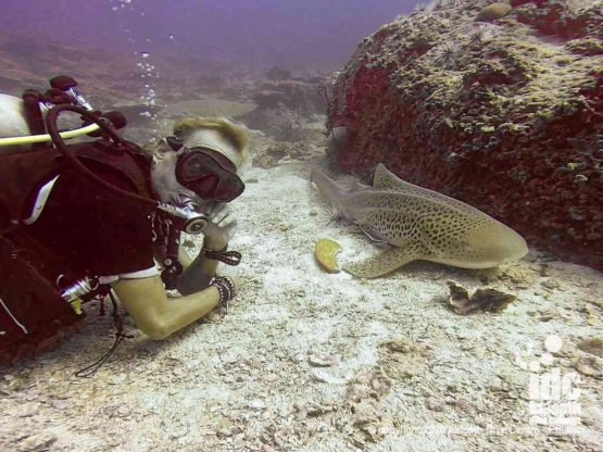 Close ancounters with Leopard Sharks (Zebra Shark) are the highlight of diving at Hin Bida Dive Site