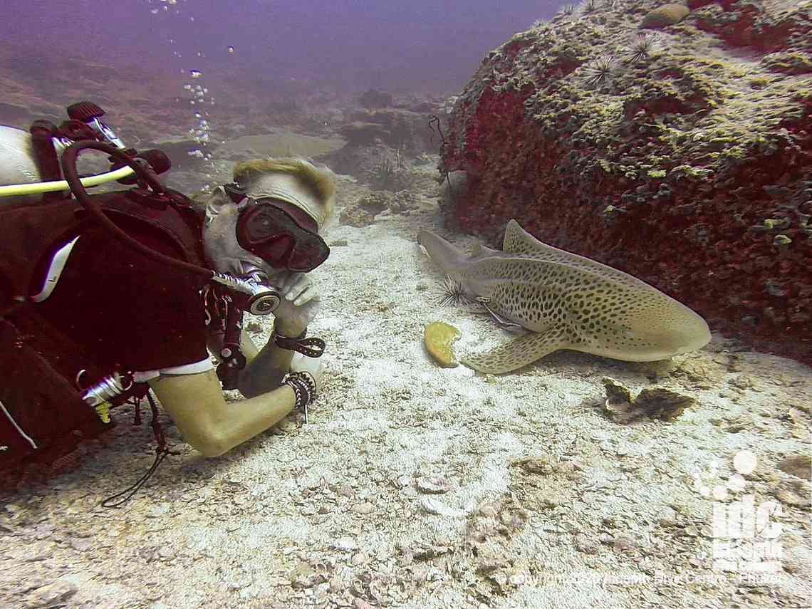 Close ancounters with Leopard Sharks (Zebra Shark) are the highlight of diving at Hin Bida Dive Site