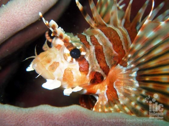 PADI Open Water Course: Lion fish looking you in the eye Phuket