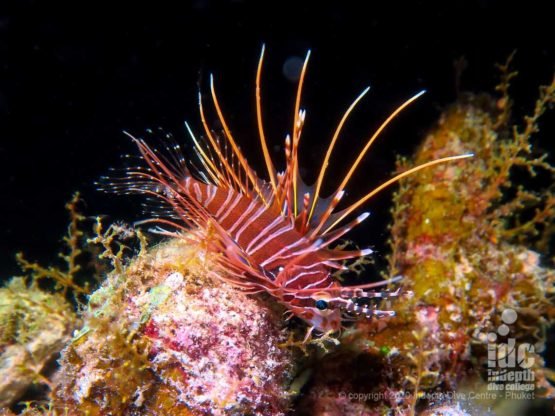 Lionfish are a common sight during night dives at Koh Haa Lagoon