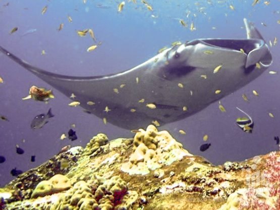 Black Rock in Myanmar (Burma) is one of the top dive sites for manta rays worldwide. On a good day you may have over 30 mantas around!