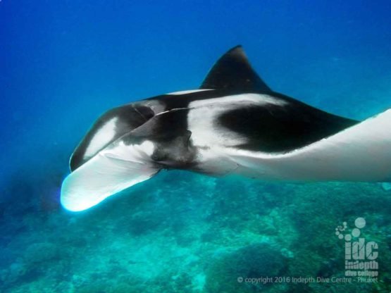 Manta Ray at Western Rocky on a Burma Liveaboard Safari