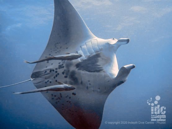 Manta Rays are a common encounter on Tachai Pinnacle when in season - Thailand Manta diving