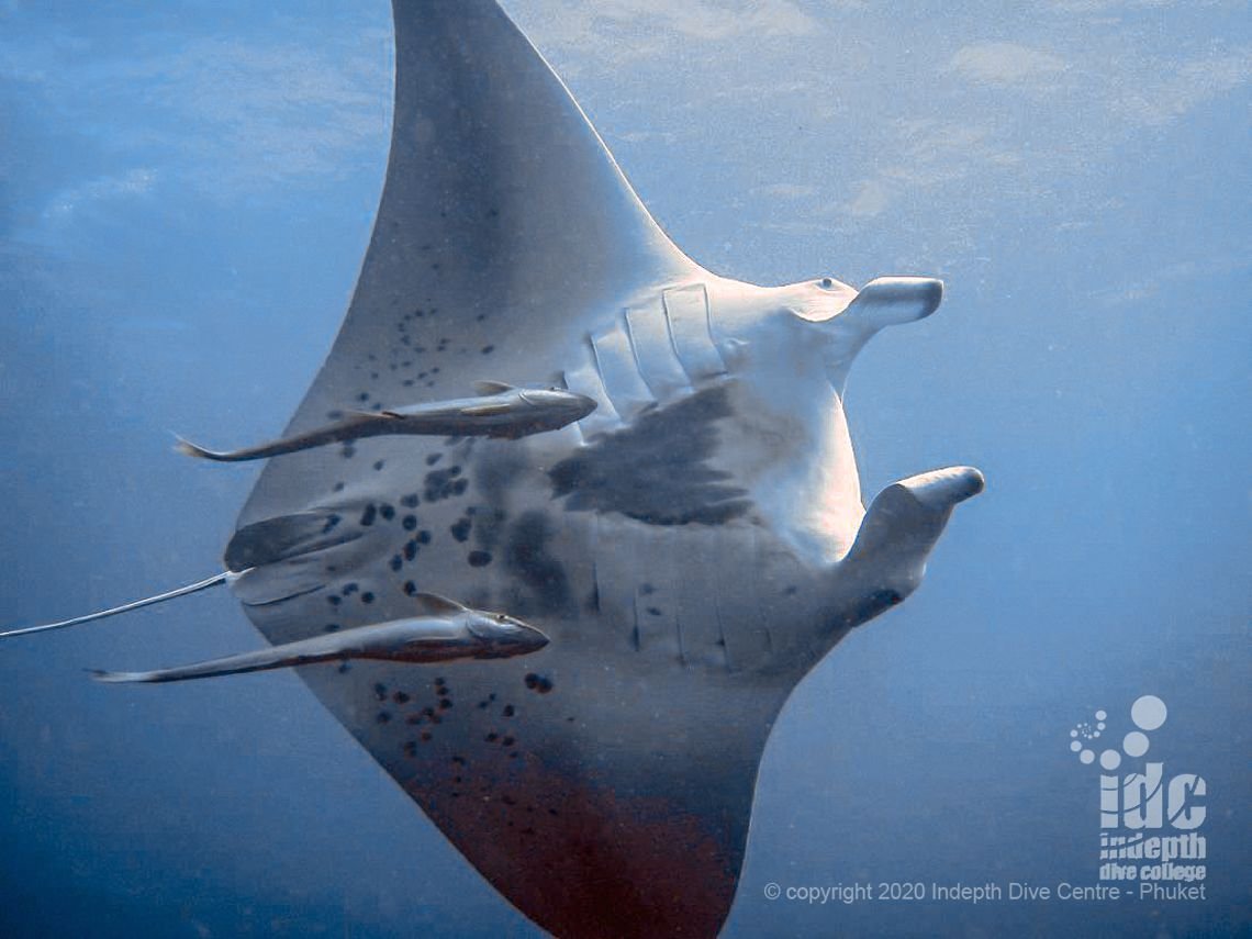 Ko Tachai Pinnacle is the best dive site in Thailand for Manta Rays with Indepth Dive Phuket