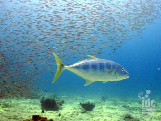 There is some excellent marine life at Bungalow Bay Raja Island