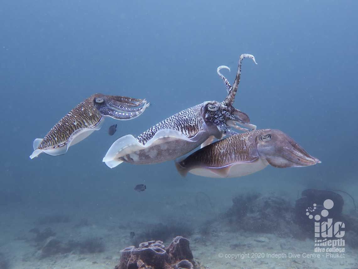 Mating cuttlefish are amazing and a frequent sight when scuba diving at Shark Point Phuket