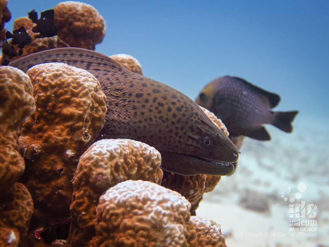 Moray eels are a common encounter when diving at Banana Bay Racha Noi