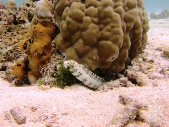 Small Moray Eel says hello at Racha Yai during a PADI Adventure Dive