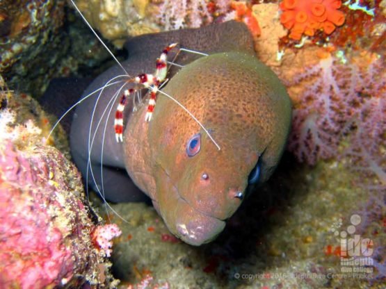 When scuba diving with Indepth Dive Centre you will see lots of Moray Eels at Anemone Reef