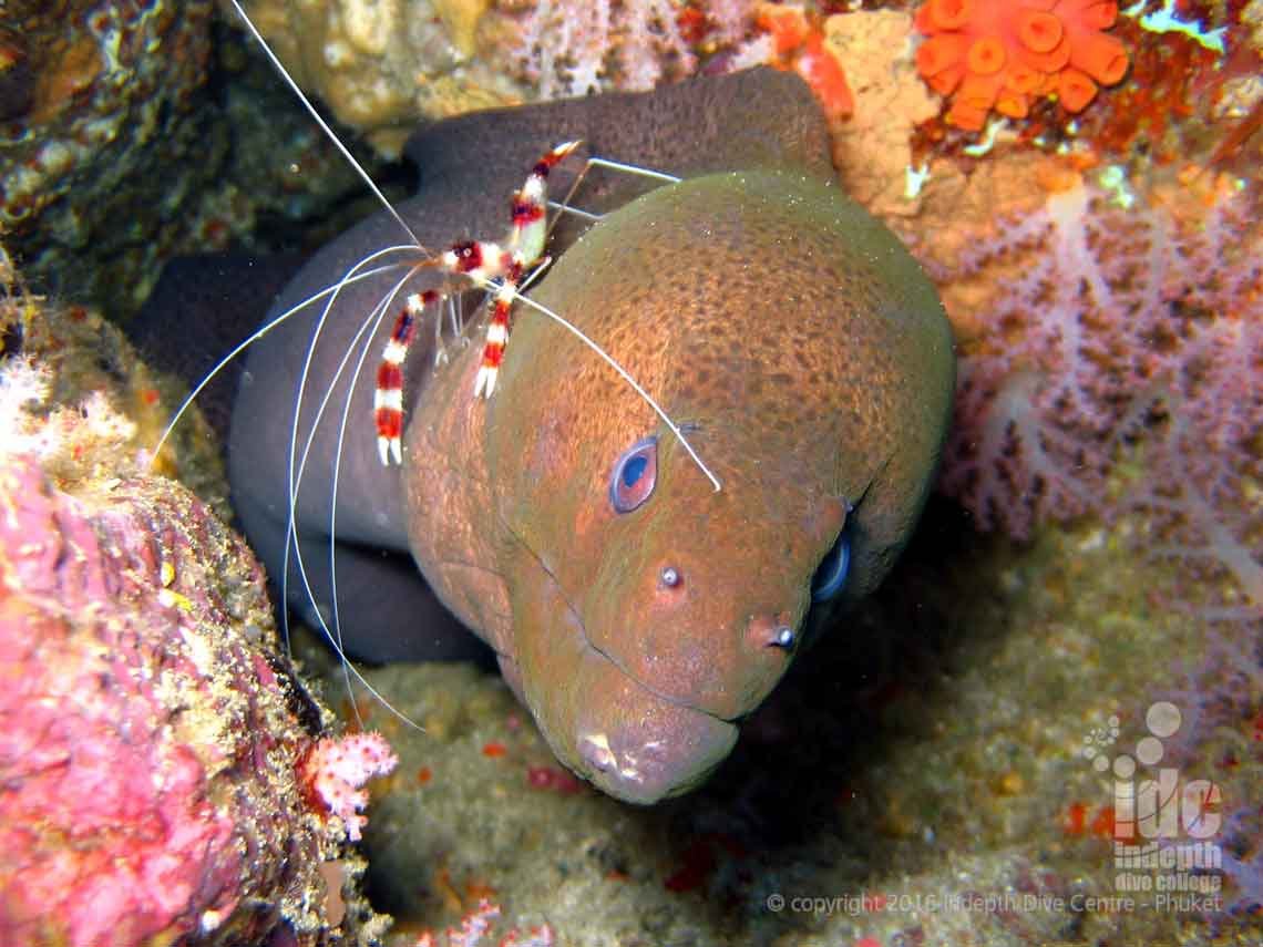 When scuba diving with Indepth Dive Centre you will see lots of Moray Eels at Anemone Reef