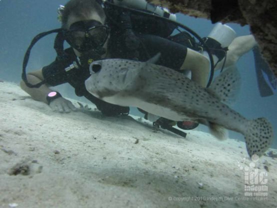 Poseidon Rebreather diver taking his PADI Underwater Naturalist course on Phuket with Indepth